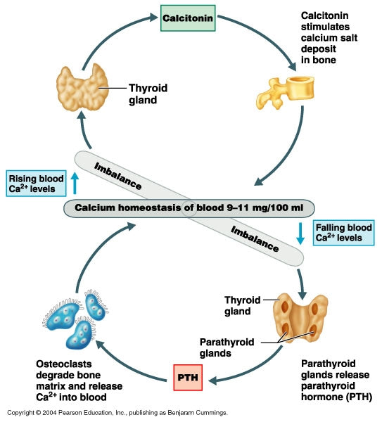 Let’s Talk Calcium!