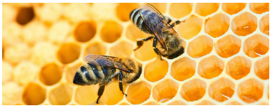 Who Are Bees Related To?