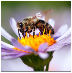 Supporting The Bees
