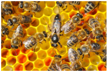 Can There Be More Than One Queen Bee?