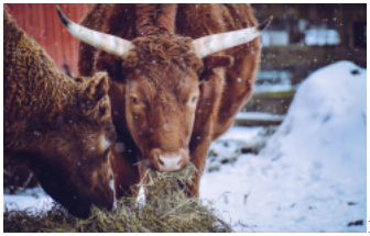 How Are Cows Kept Healthy In The Winter?