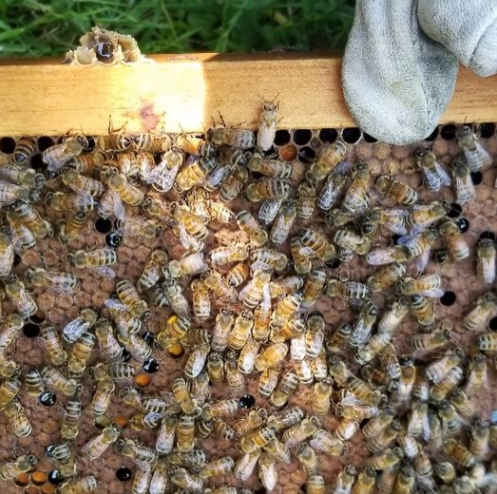 The Comparison of Male and Female Bees
